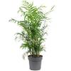 Bergpalme von FLOWERBOX