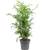 Flowerbox Bergpalme