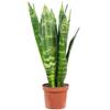 Bogenhanf Black Coral von FLOWERBOX