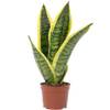 Bogenhanf Sansevieria trifasciata Superba von FLOWERBOX