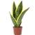 Flowerbox Bogenhanf Sansevieria trifasciata Superba