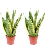 Flowerbox Bogenhanf Sansevieria