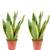 Flowerbox Bogenhanf Sansevieria
