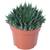 Flowerbox ‎NEW-1011