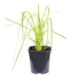 Flowerbox Pampasgras Rosea