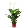 100H0326 von FLOWERBOX