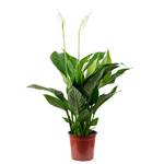 Flowerbox 100H0326