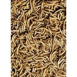 Futterbauer Mehlwürmer