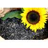 Sonnenblumenkerne von Futterbauer 