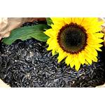 Futterbauer Sonnenblumenkerne