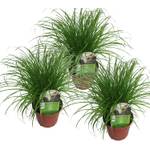 Unsere Gärtnerei Müller Katzengras-Pflanzen