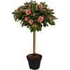 Azalea Japonica von Gardeners Dream
