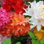 Gardeners Dream  ‎AZAMIX-6