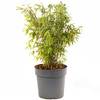 Bambus Pflanze von Gardeners Dream