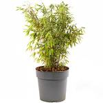 Gardeners Dream Bambus Pflanze