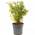 Bambus Pflanze von Gardeners Dream