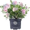 Bloombux Rhododendron von Gardeners Dream