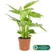 ‎GD-CALLEO-12CM von Gardeners Dream