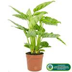 Gardeners Dream ‎GD-CALLEO-12CM