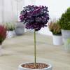 Cotinus Royal Purple von Gardeners Dream