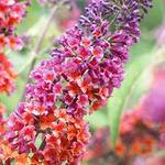 Gardeners Dream ‎GD-BUDFPR-17CM