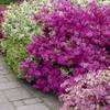 Japanische Rhododendron Pflanze von Gardeners Dream