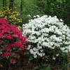 Japanischer Rhododendron von Gardeners Dream