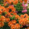 Orange Azalee von Gardeners Dream
