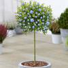 ‎Plants Ceavic 50 cm von Gardeners Dream
