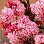 Gardeners Dream Schneeball Pflanze Viburnum Bodnantense Dawn