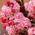 Schneeball Pflanze Viburnum Bodnantense Dawn von Gardeners Dream