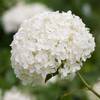 Schneeballhortensie Annabelle von Gardeners Dream