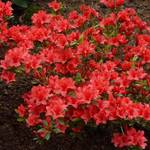 Gardenersdream Azalea japonica Orange Beauty