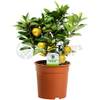 Calamondin Orangenbaum von GardenersDream