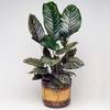 Calathea Ornata von GardenersDream