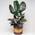 Calathea Ornata von GardenersDream