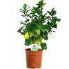 Zitronenbaum von Gardeners Dream