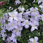Gardenersdream ‎CLEANG-9CM