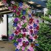 ‎Clematis Regenbogen von Gardeners Dream