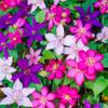 ‎CLETRI-9C-3 von Gardeners Dream