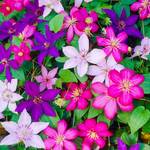 Gardenersdream ‎CLETRI-9C-3