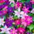Gardenersdream ‎CLETRI-9C-3