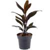 Cordyline Tango von Gardeners Dream