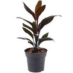 ‎Gardenersdream Cordyline Tango