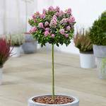 Gardenersdream Escallonia Pink Elle