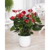 GD-ANTRED-13CM-V2 von Gardeners Dream