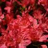 Geisha RED von Gardeners Dream