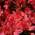 Geisha RED von Gardeners Dream