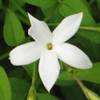 gewöhnlicher Jasmin von Gardeners Dream