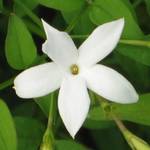 Gardenersdream gewöhnlicher Jasmin